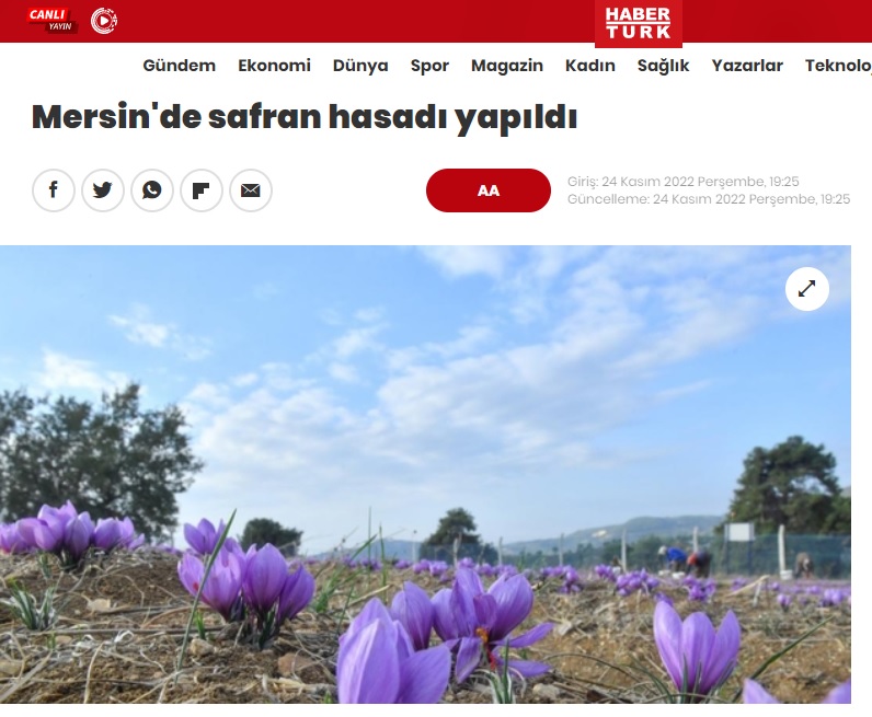 Dünyanın en pahalı baharatı Mersin Yenişehir’de yetiştiriliyor