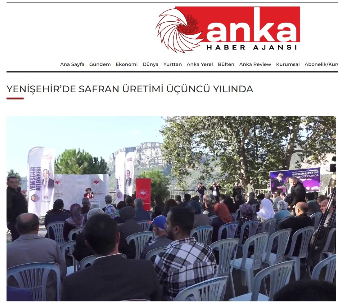 Yenişehir’de safran üretimi üçüncü yılında