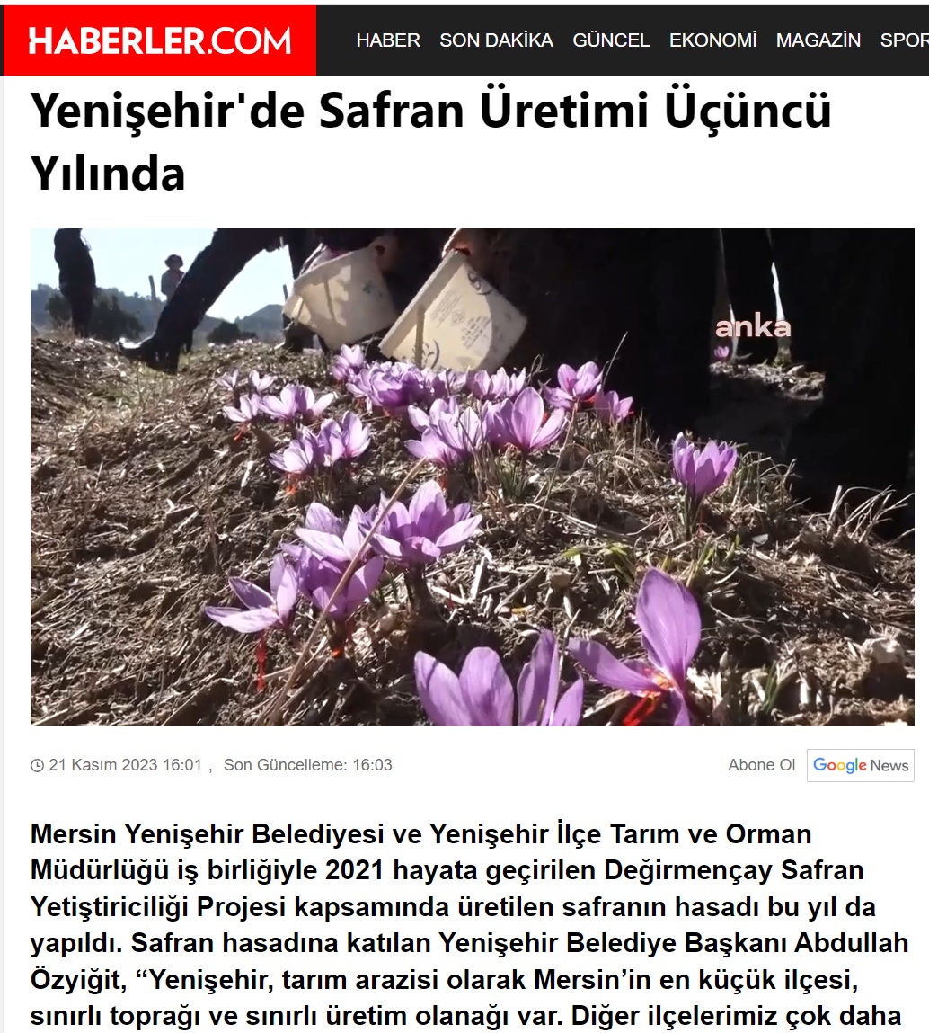 Yenişehir’de safran üretimi üçüncü yılında