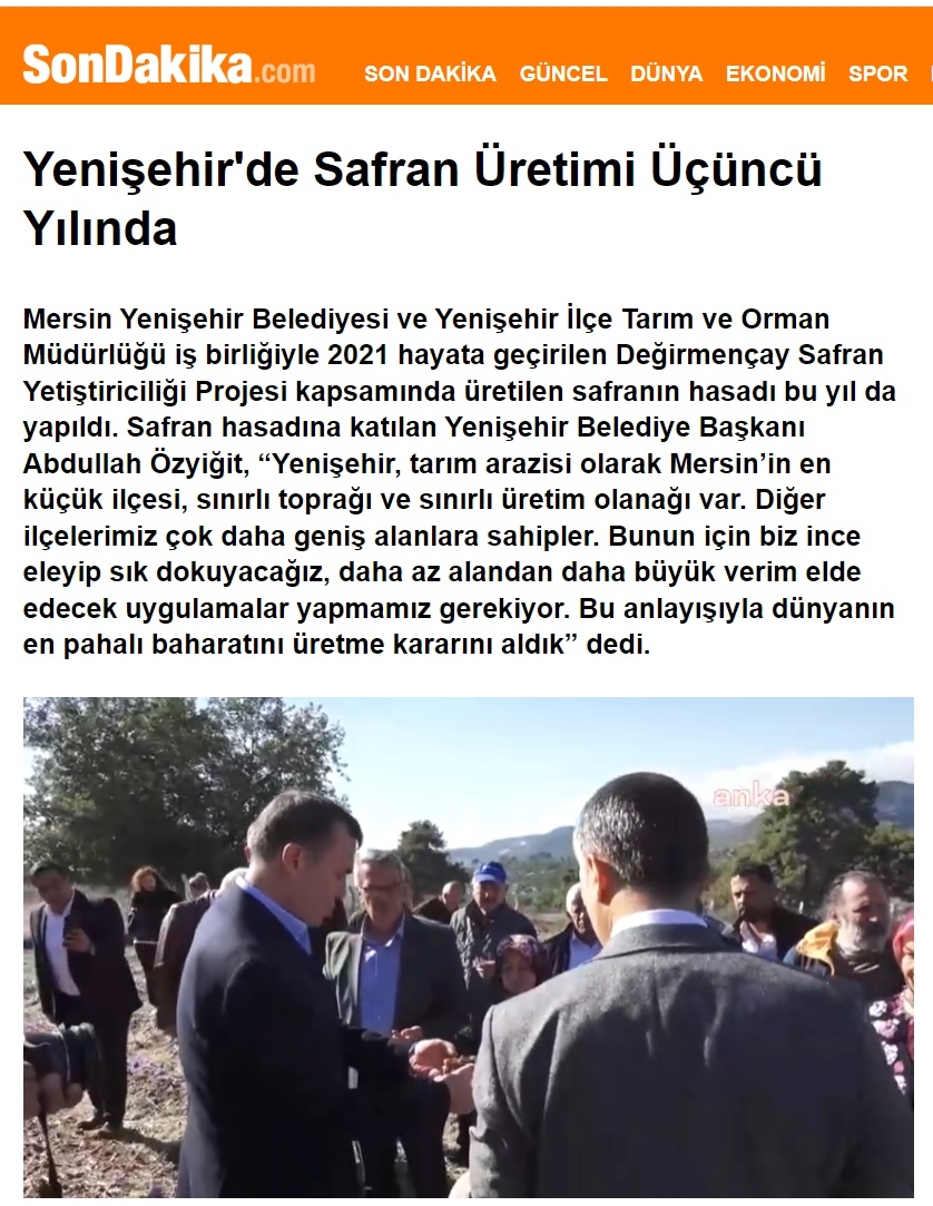 Yenişehir’de safran üretimi üçüncü yılında