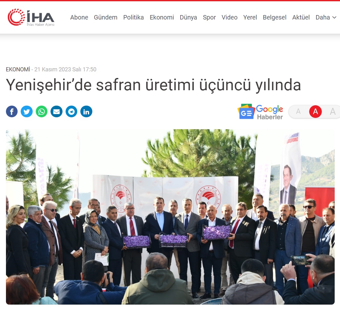 Yenişehir’de safran üretimi üçüncü yılında