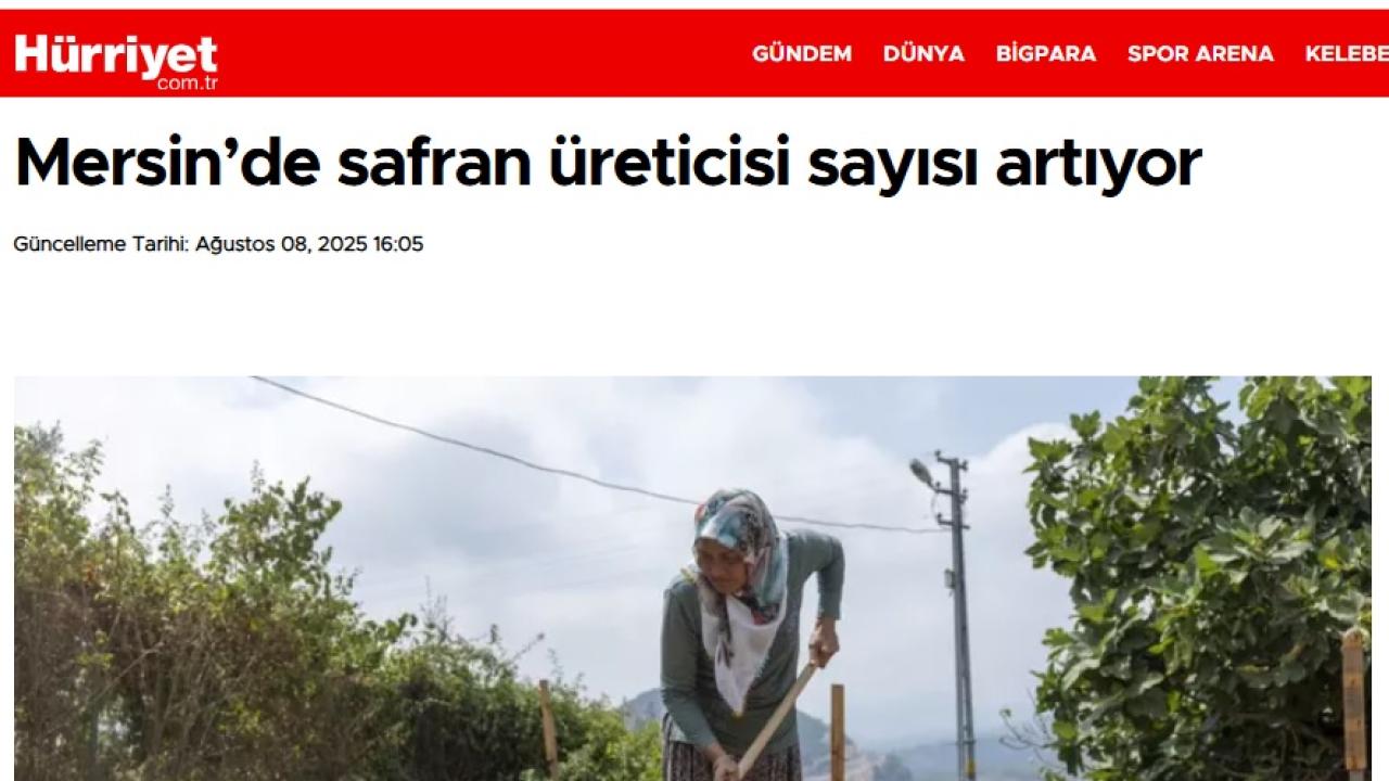 Yenişehir Belediyesinin desteğiyle safran üreticisi sayısı artıyor