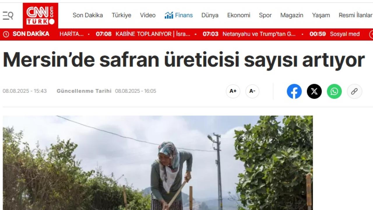 Yenişehir Belediyesinin desteğiyle safran üreticisi sayısı artıyor