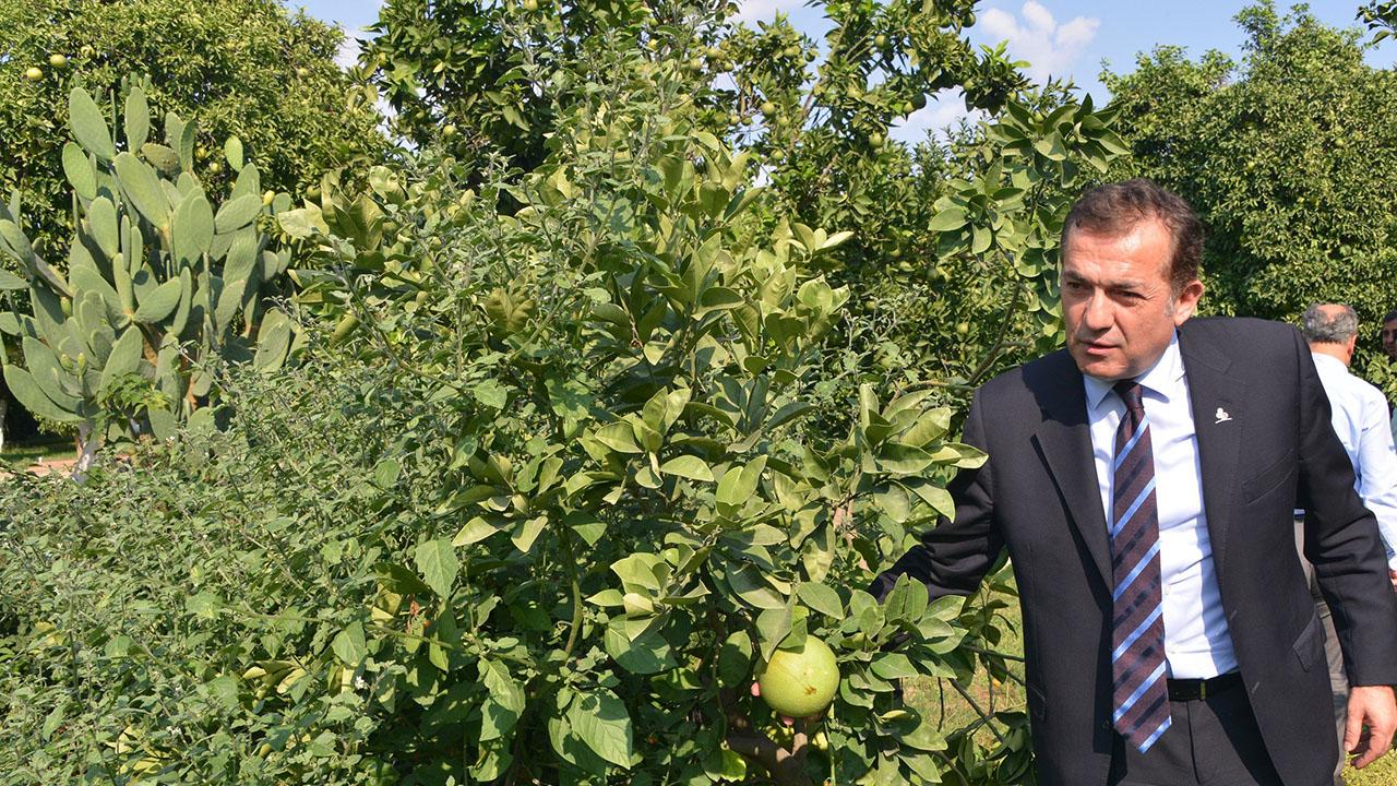 Belediye Bahçesinde Narenciye Yetişiyor