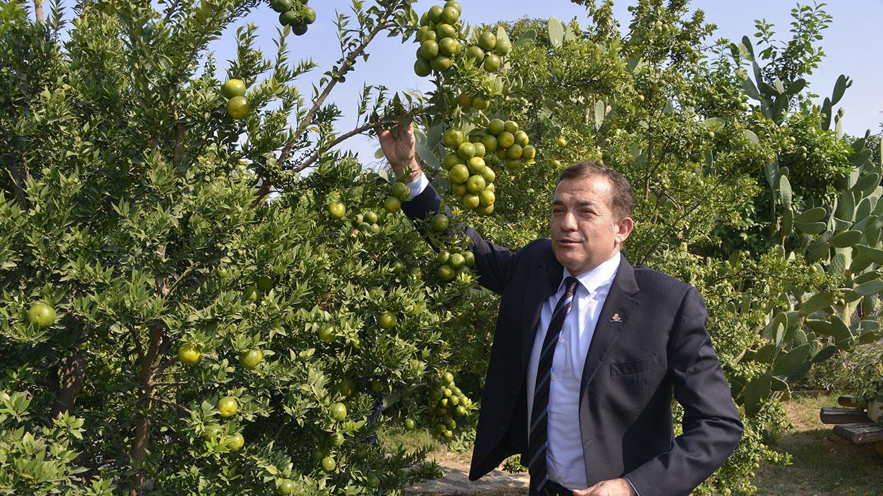 Belediye Bahçesinde Narenciye Yetişiyor