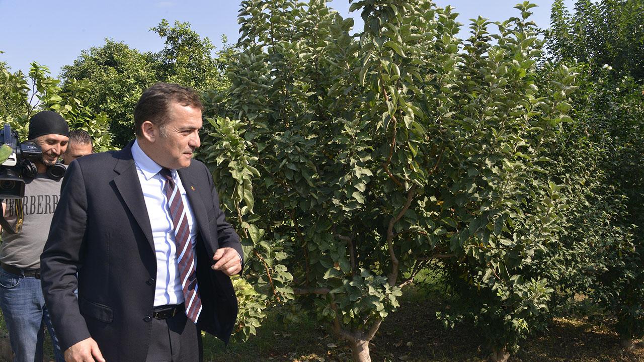 Belediye Bahçesinde Narenciye Yetişiyor