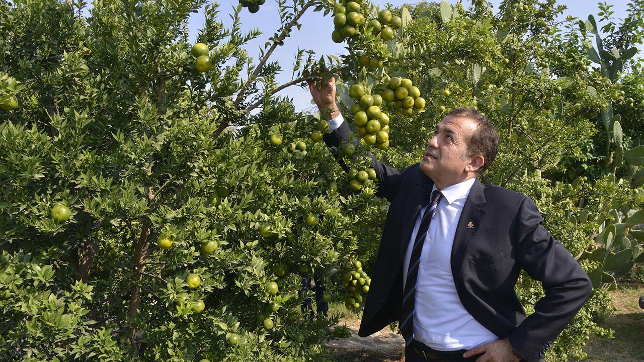 Belediye Bahçesinde Narenciye Yetişiyor