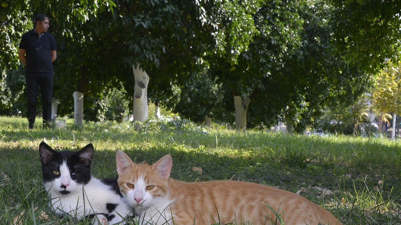 Belediye Bahçesinde Narenciye Yetişiyor