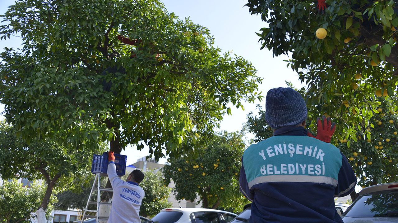 Belediye Bahçesinden Aşevine