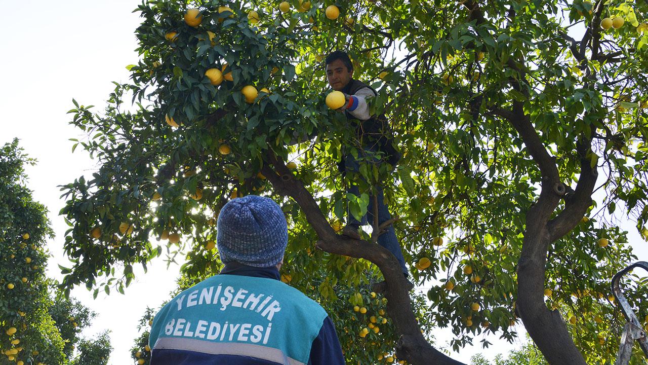 Belediye Bahçesinden Aşevine