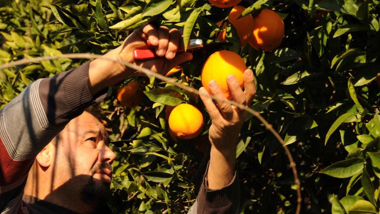 Yenişehir Tarımsal Kalkınma Kooperatifi Kuruluyor