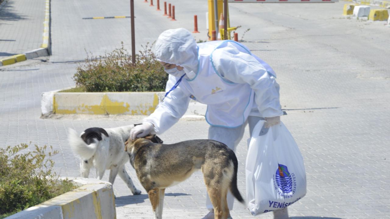 Yenişehir Belediyesi Sokaktaki Canları Da Unutmuyor