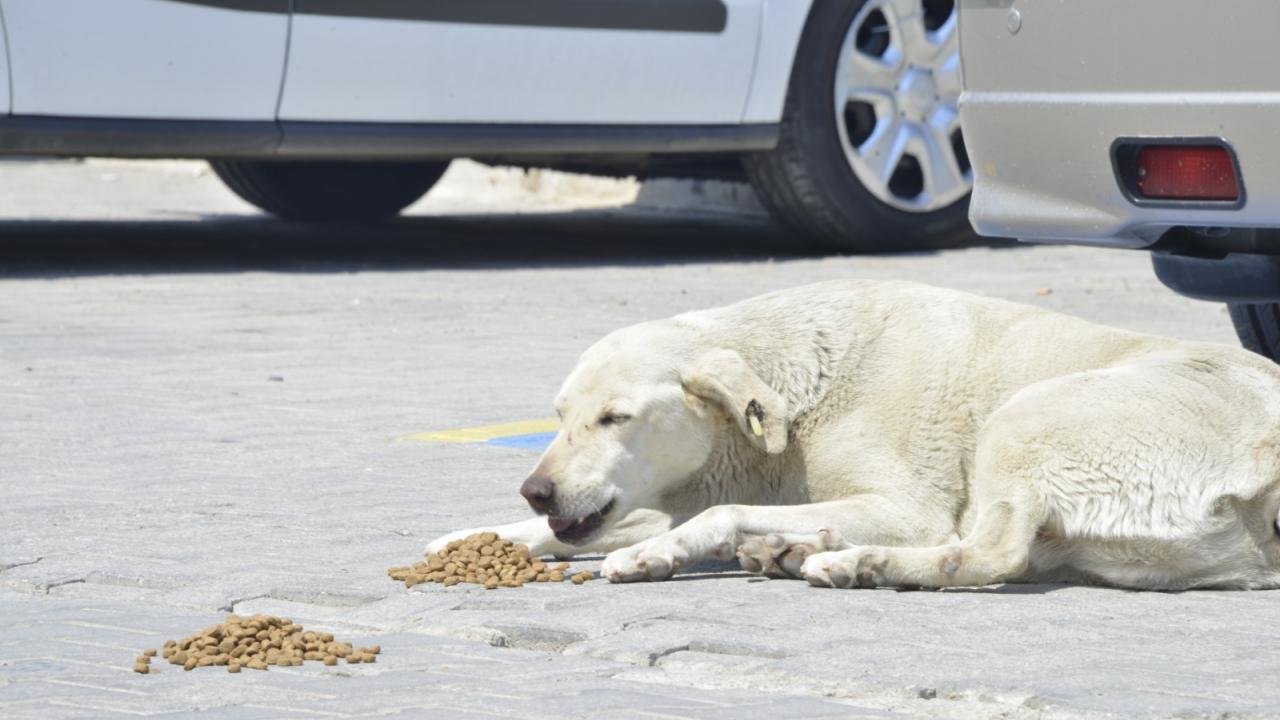 Yenişehir Belediyesi Sokaktaki Canları Da Unutmuyor