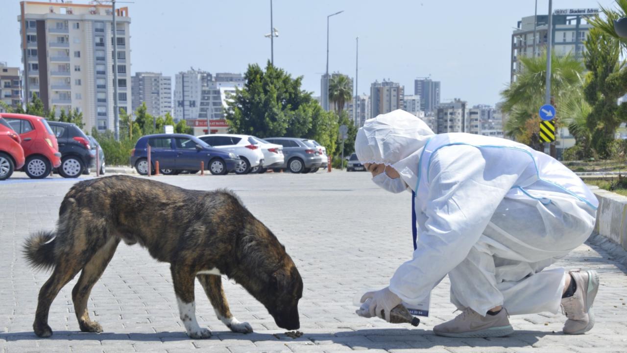 Yenişehir Belediyesi Sokaktaki Canları Da Unutmuyor