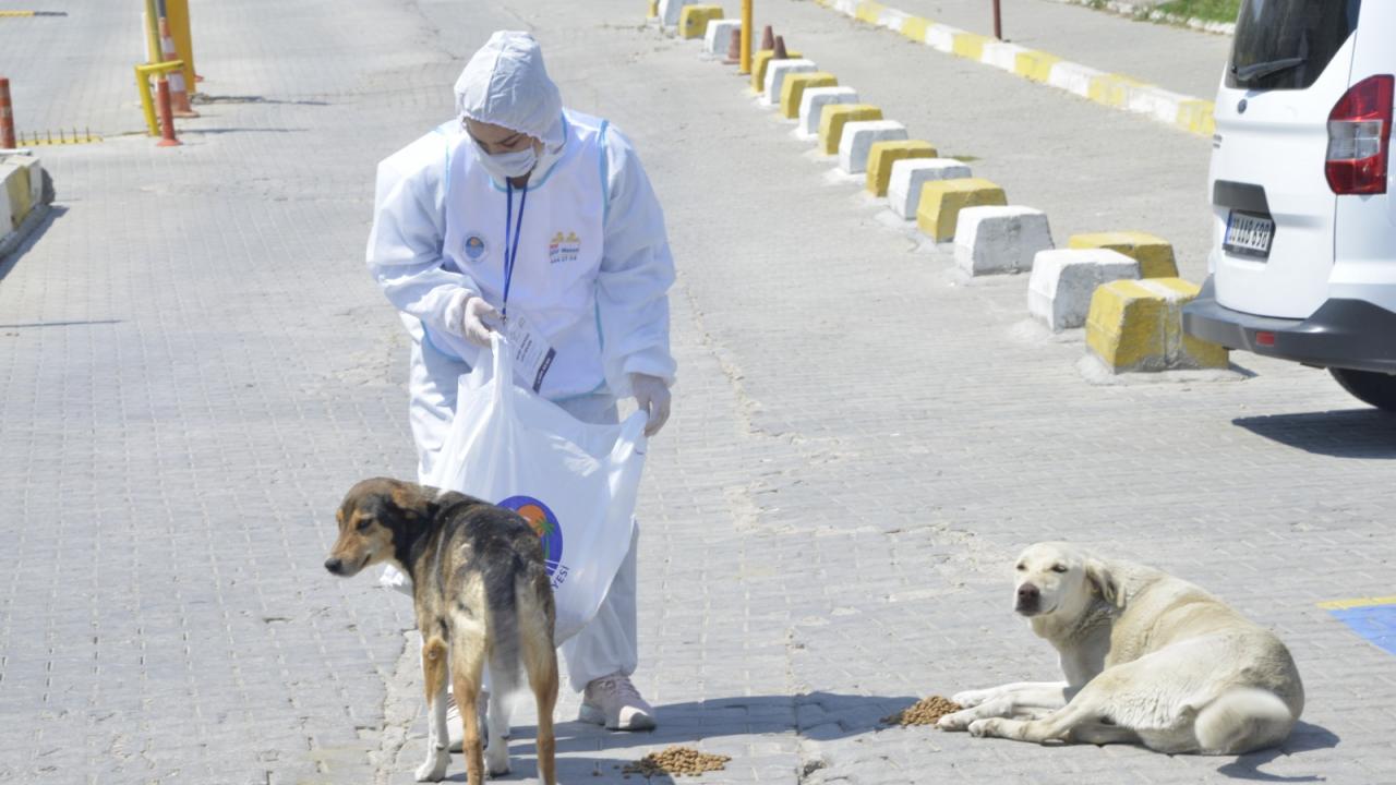 Yenişehir Belediyesi Sokaktaki Canları Da Unutmuyor