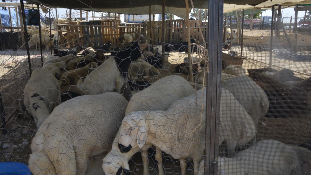 Yenişehir’de kurbanlık satış alanında pandemi önlemleri