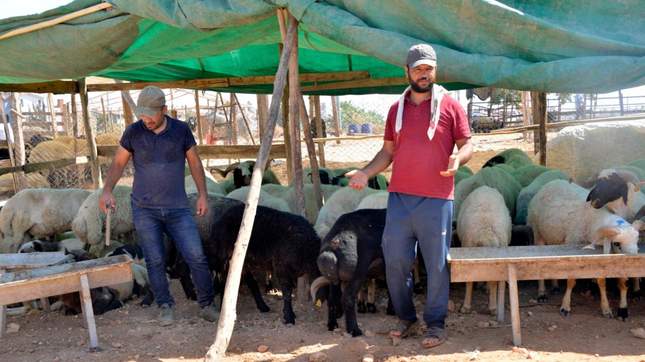 Yenişehir’de kurbanlık satış alanında pandemi önlemleri