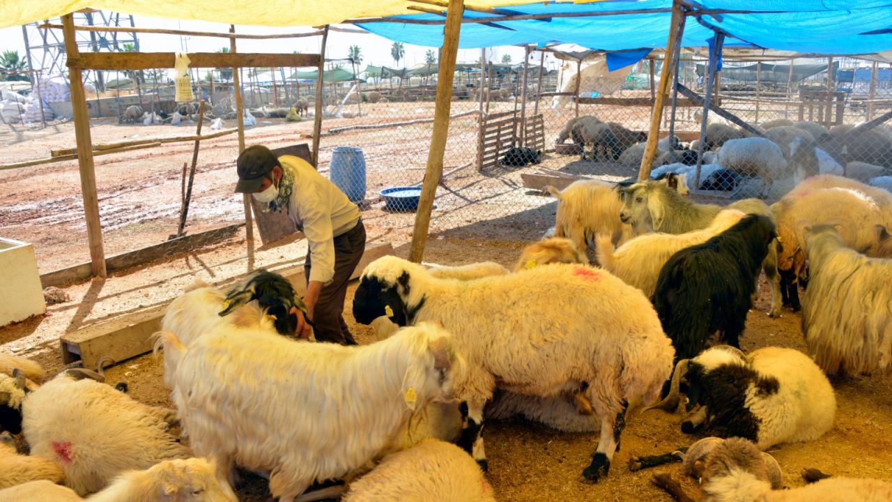 Yenişehir’de kurbanlık satış alanında pandemi önlemleri