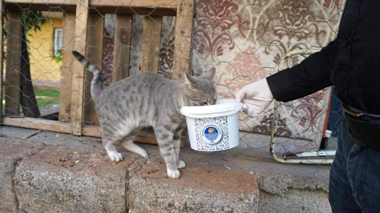 Sokaktaki canlar unutulmadı