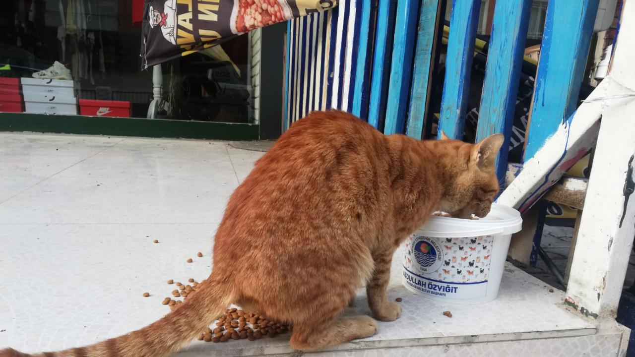 Sokaktaki canlar unutulmadı