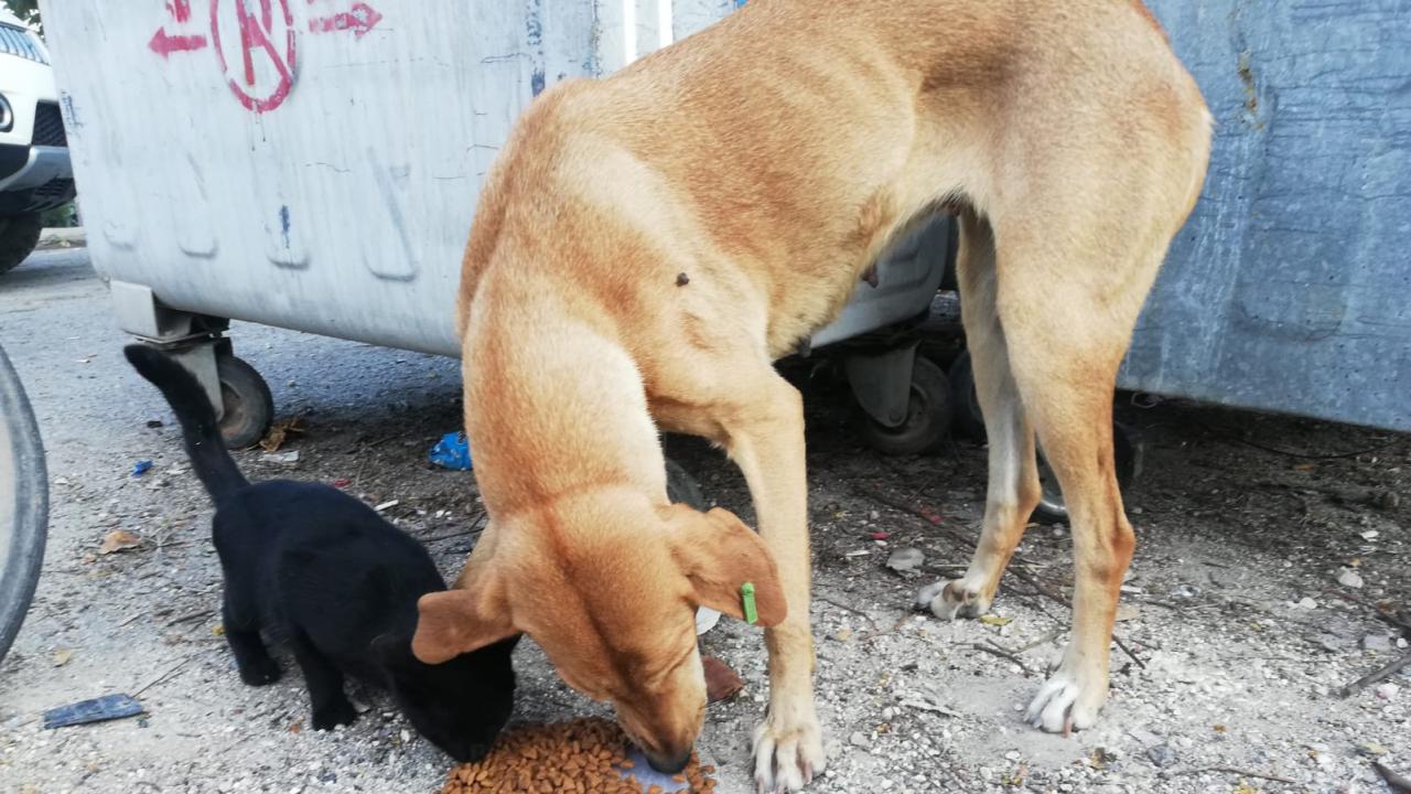 Sokaktaki canlar unutulmadı