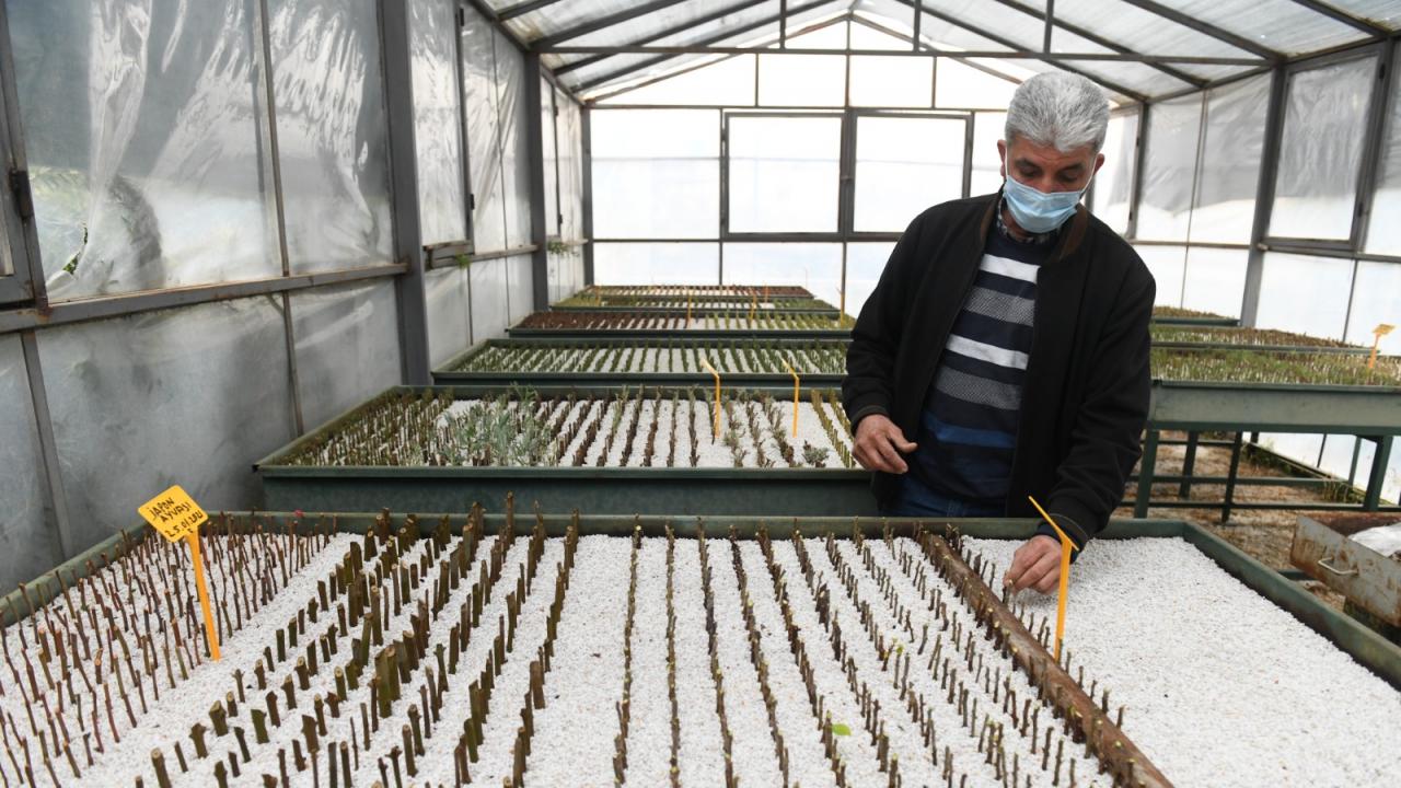 Yenişehir Belediyesi fidanlığı üretiyor kent yeşilleniyor