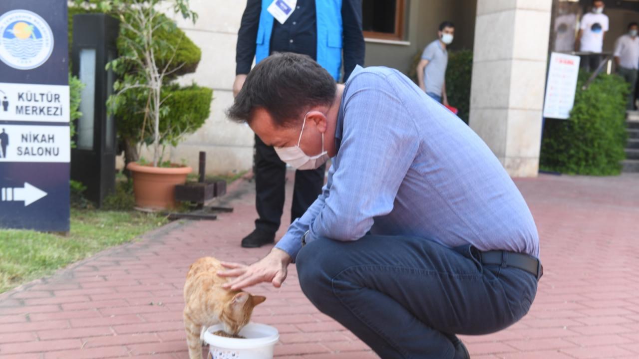 Yenişehir Belediyesi sokak hayvanlarını yalnız bırakmıyor