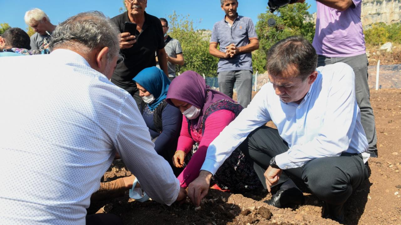 Dünyanın en pahalı bitkisi için Yenişehir’de üretim başladı