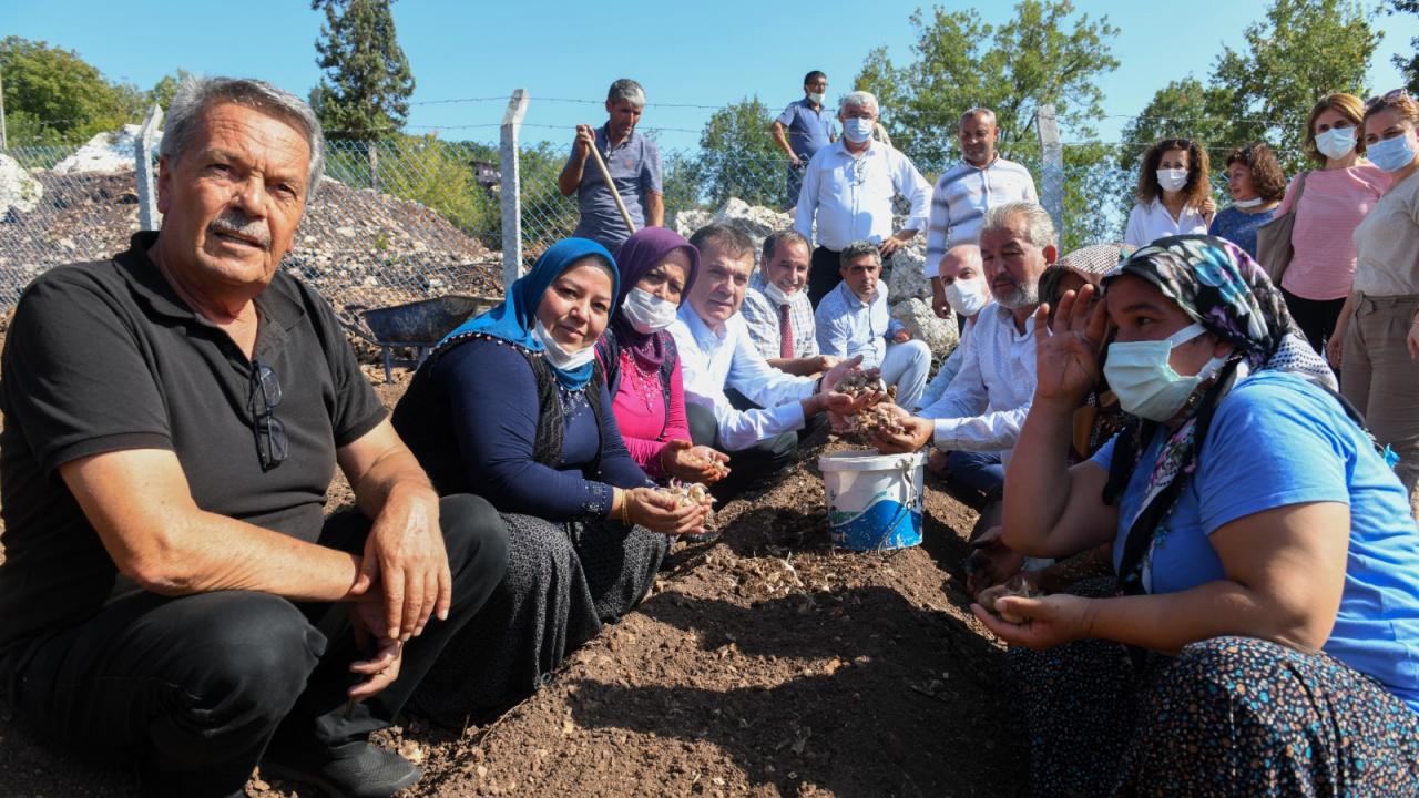 Dünyanın en pahalı bitkisi için Yenişehir’de üretim başladı