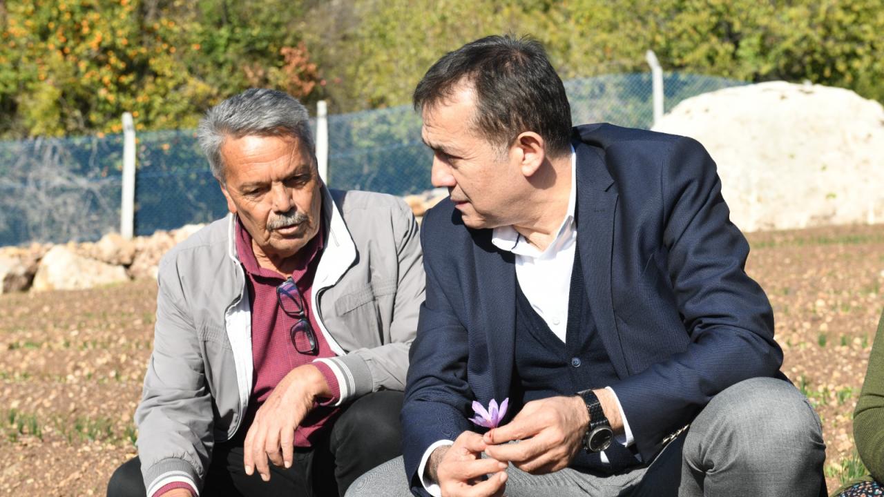 Kilosu 70 bin TL Yenişehir’de ilk hasat 