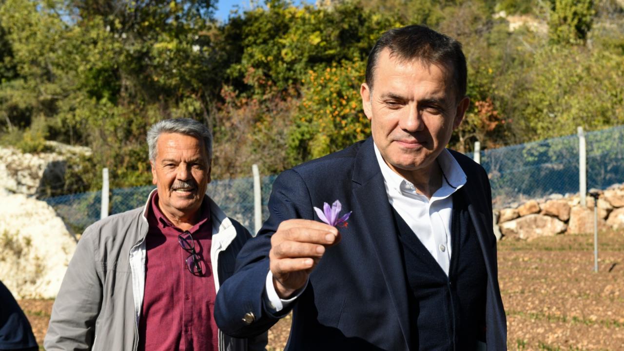 Kilosu 70 bin TL Yenişehir’de ilk hasat 