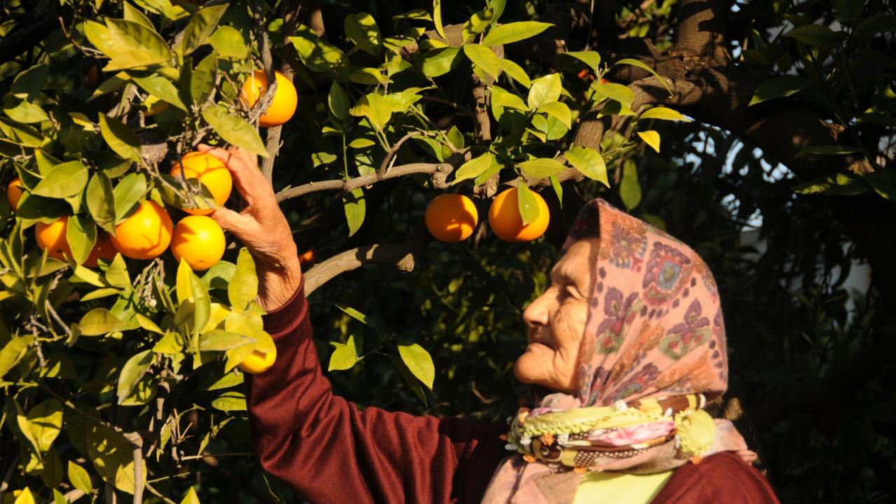 Yenişehir Belediyesi tarımsal danışmanlık hizmeti verecek