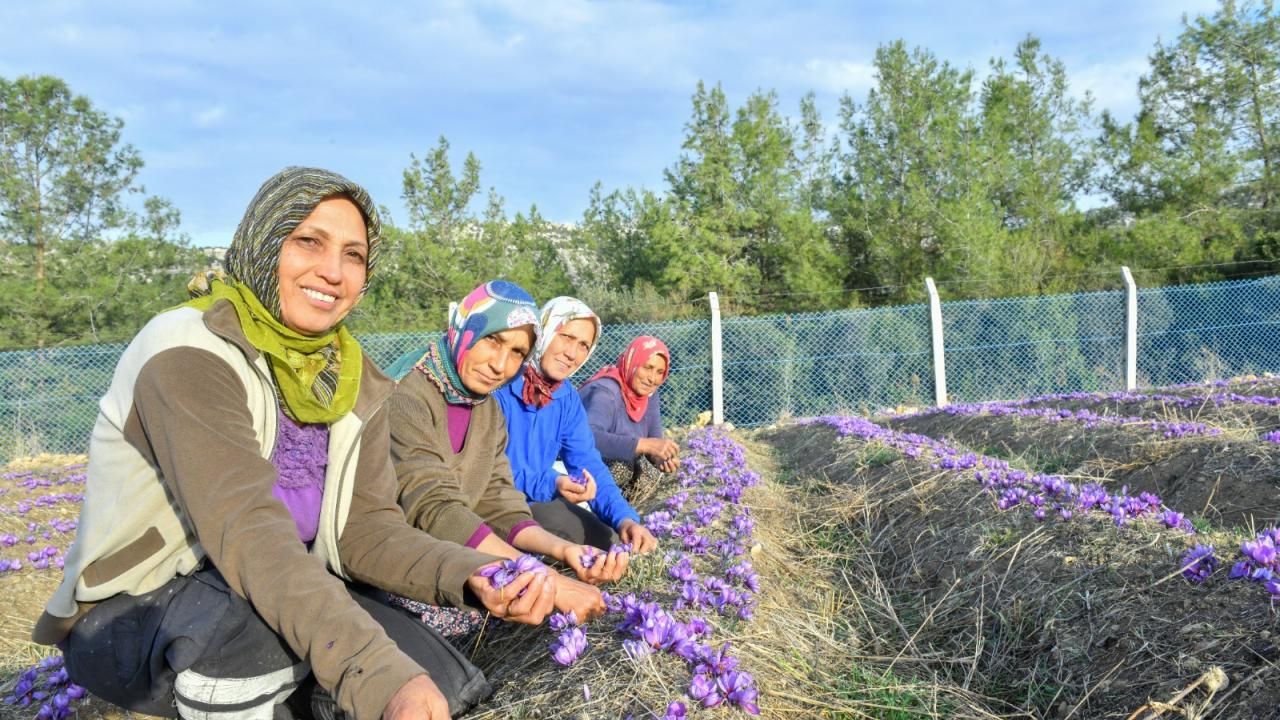 Dünyanın en pahalı baharatı Mersin Yenişehir’de yetiştiriliyor