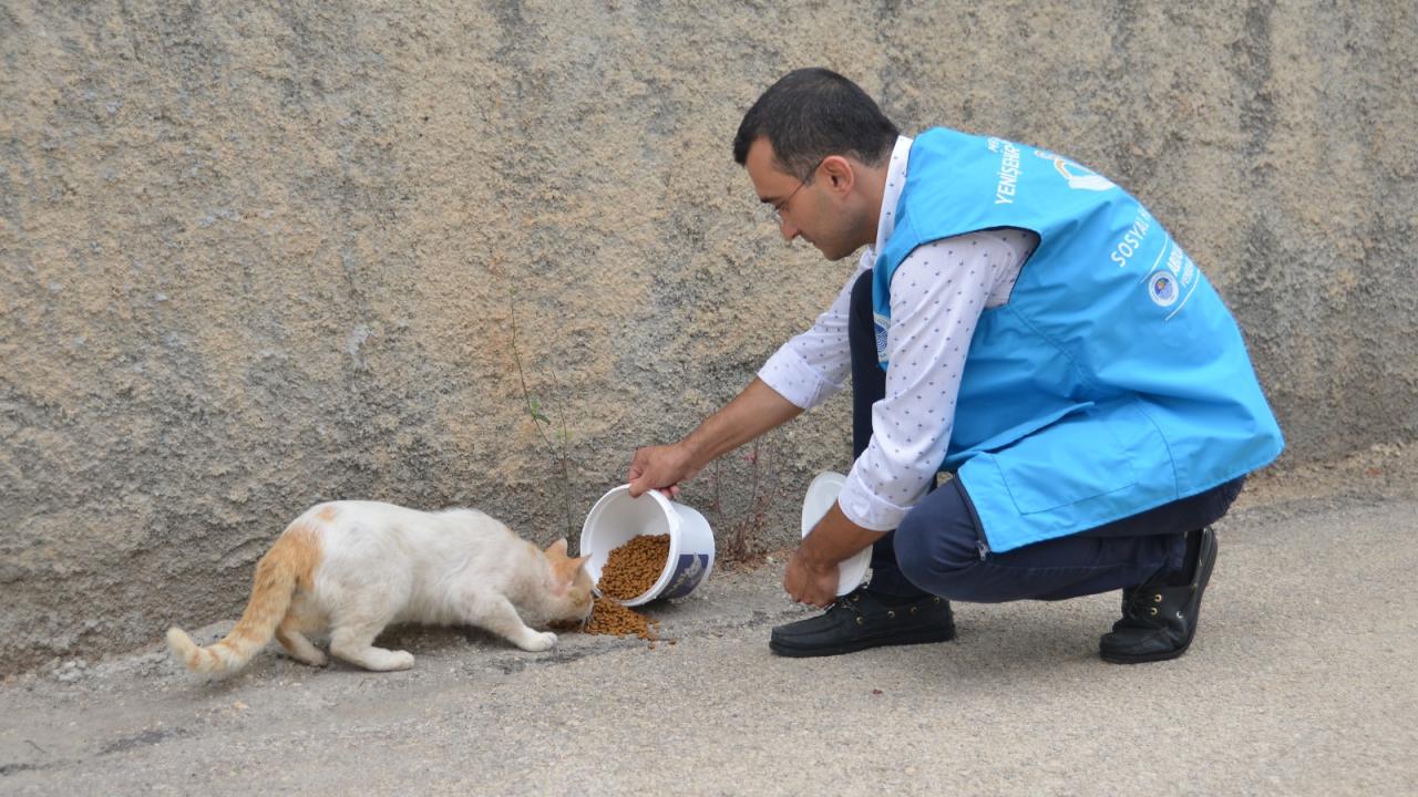 Yenişehir Belediyesi sokak hayvanlarını yalnız bırakmıyor