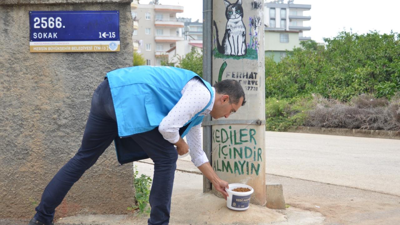 Yenişehir Belediyesi sokak hayvanlarını yalnız bırakmıyor