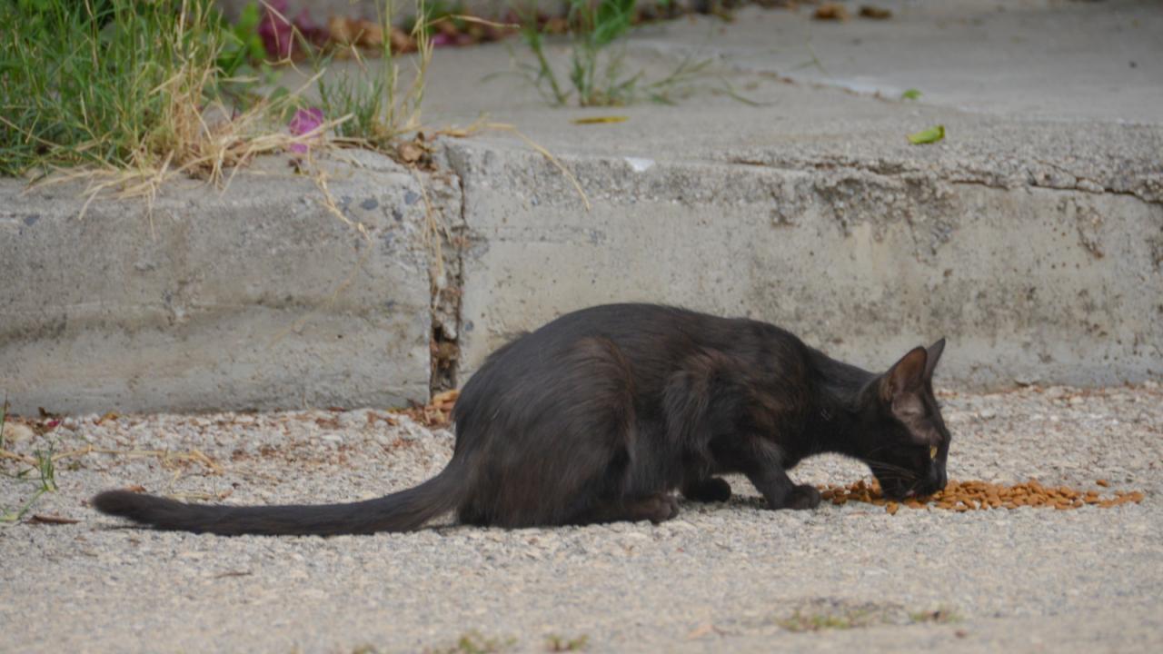 Yenişehir Belediyesi sokak hayvanlarını yalnız bırakmıyor