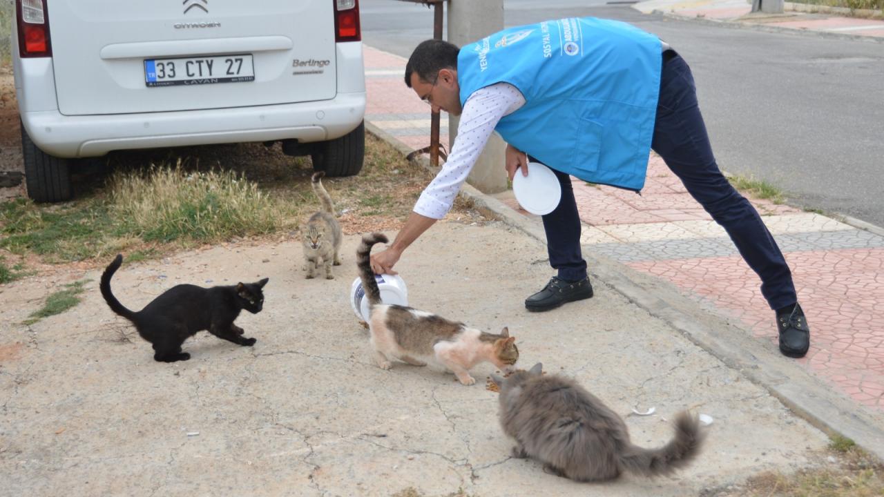 Yenişehir Belediyesi sokak hayvanlarını yalnız bırakmıyor