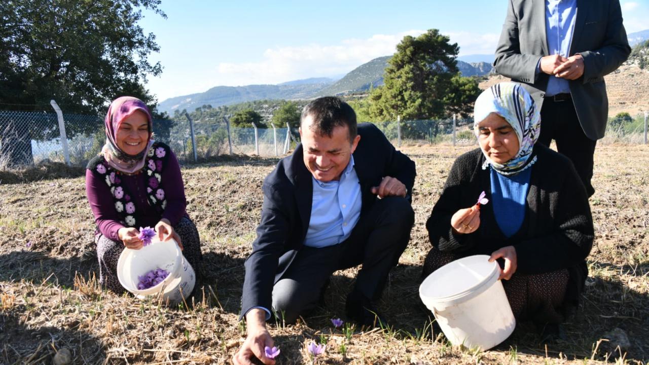 Yenişehir’de safran üretimi üçüncü yılında