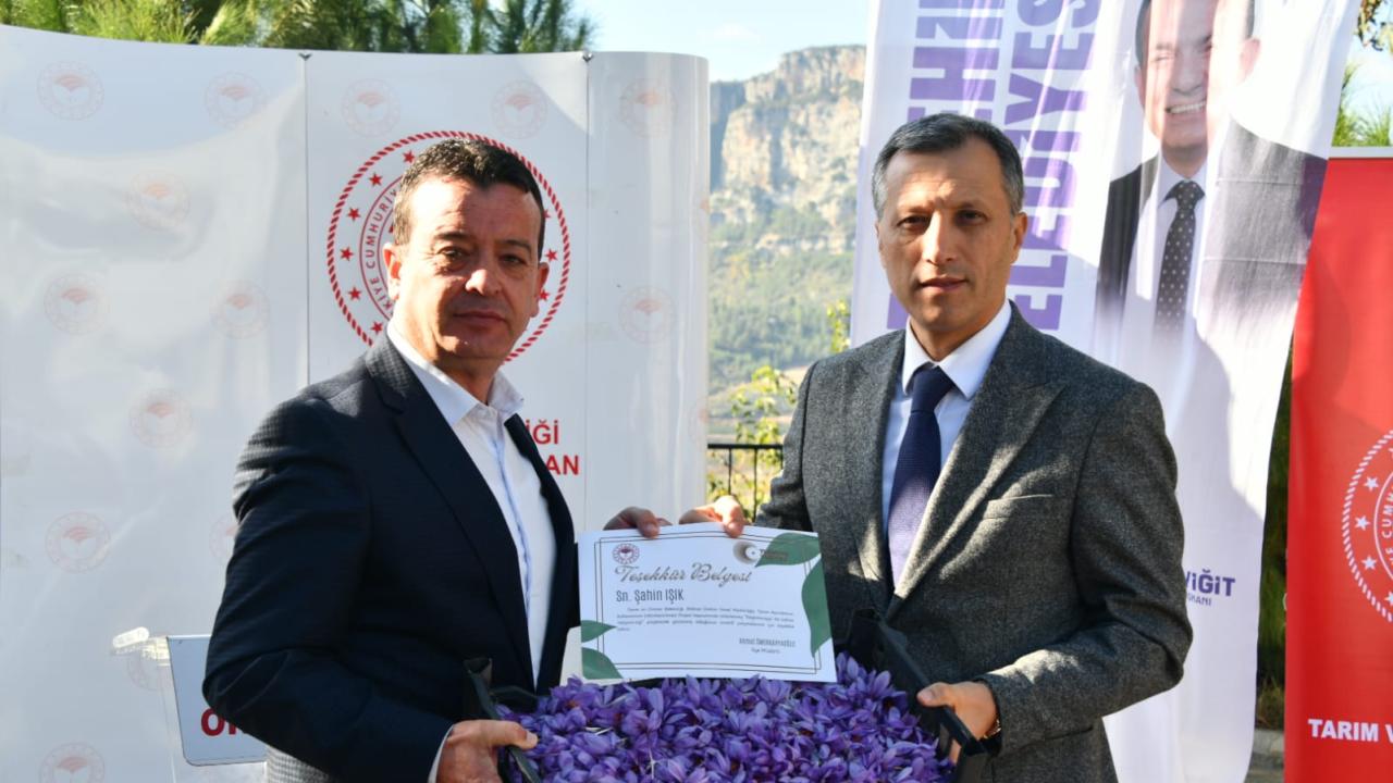Yenişehir’de safran üretimi üçüncü yılında