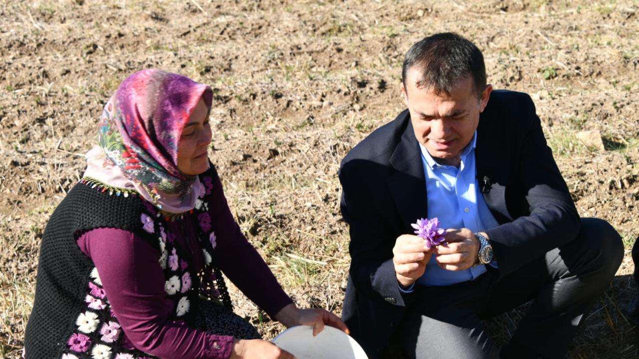 Yenişehir’de safran üretimi üçüncü yılında