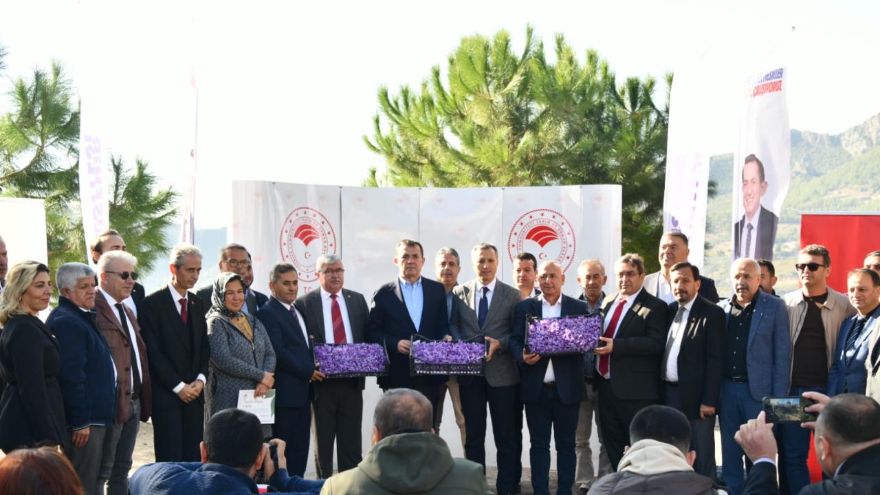 Yenişehir’de safran üretimi üçüncü yılında