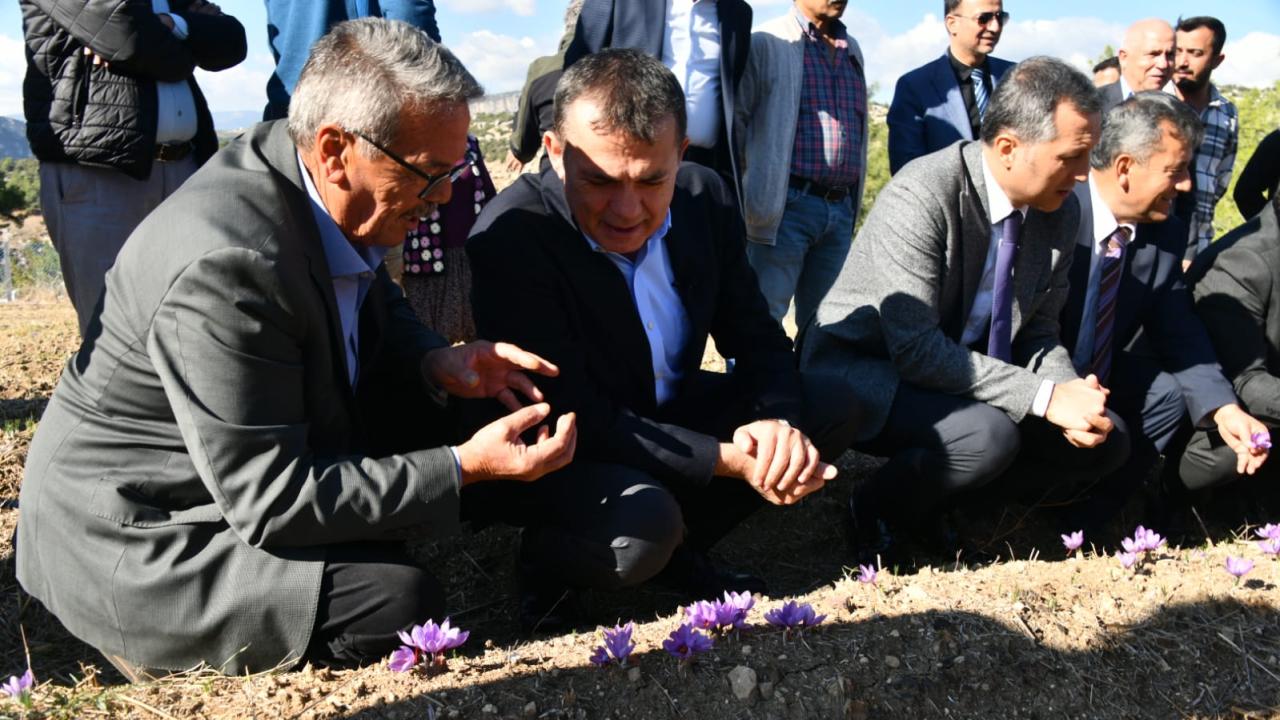 Yenişehir’de safran üretimi üçüncü yılında
