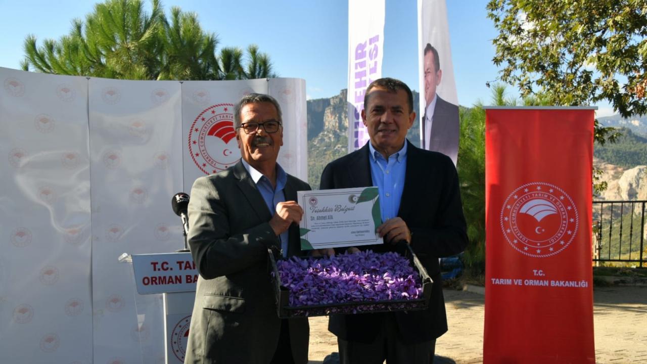 Yenişehir’de safran üretimi üçüncü yılında