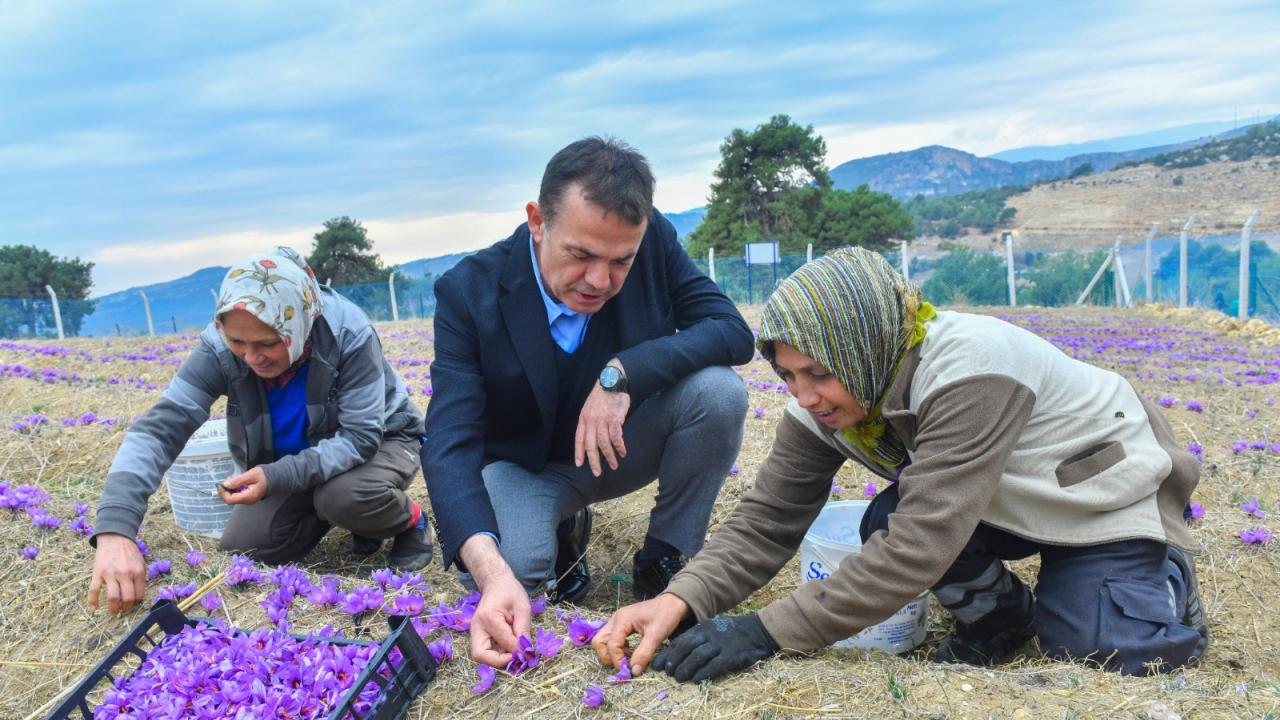 Yenişehir Belediyesinin desteğiyle safran üreticisi sayısı artıyor