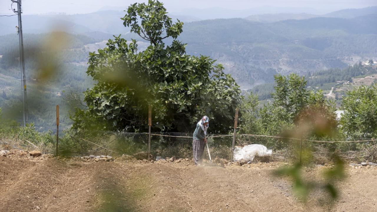 Yenişehir Belediyesinin desteğiyle safran üreticisi sayısı artıyor
