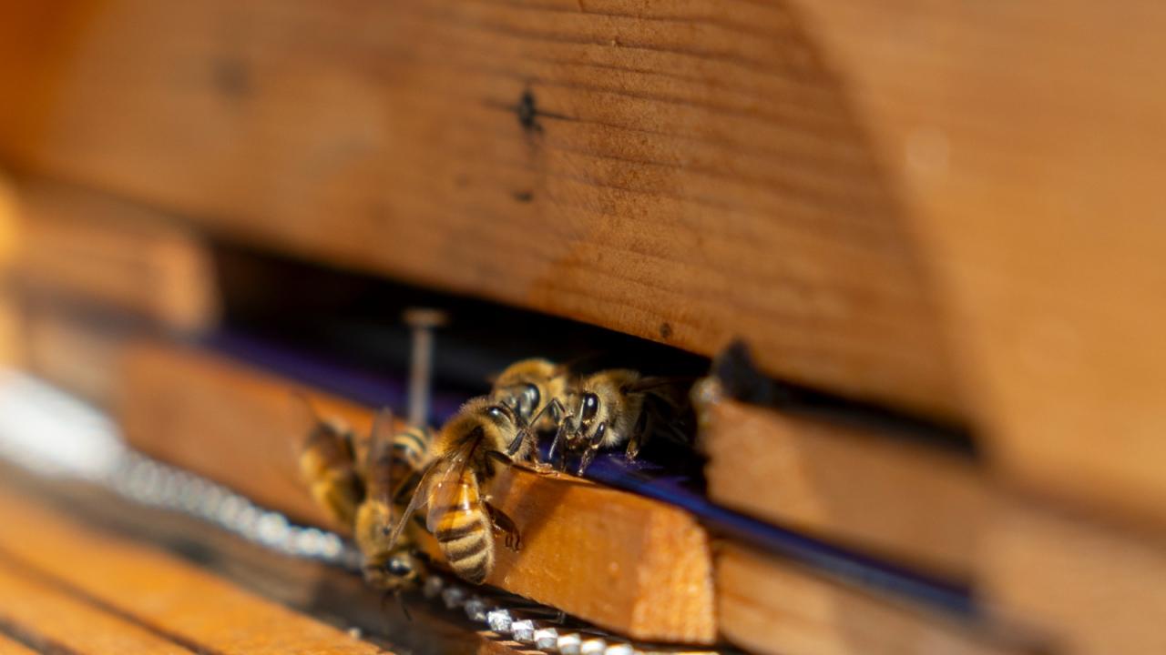 Yenişehir Belediyesi arı merası kuran Türkiye’deki ilk belediye oldu 