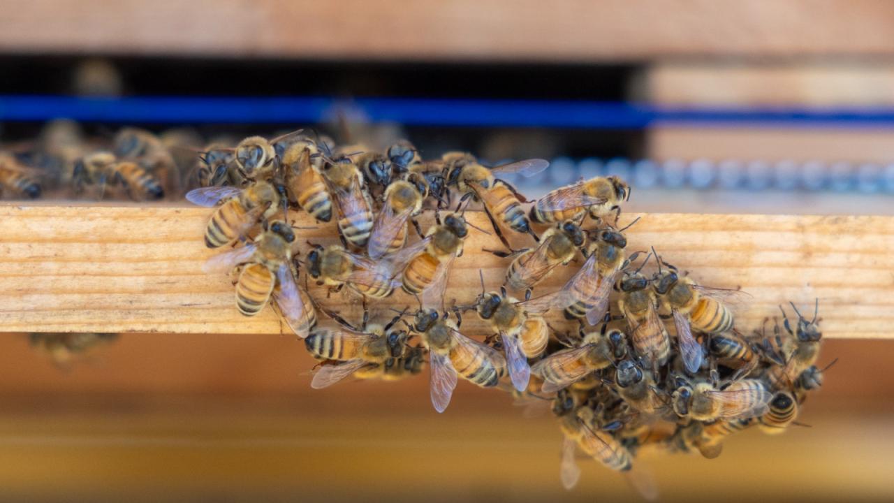 Yenişehir Belediyesi arı merası kuran Türkiye’deki ilk belediye oldu 