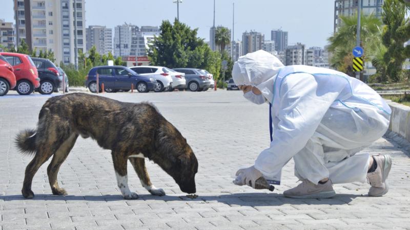 Yenişehir Belediyesi Sokaktaki Canları Da Unutmuyor