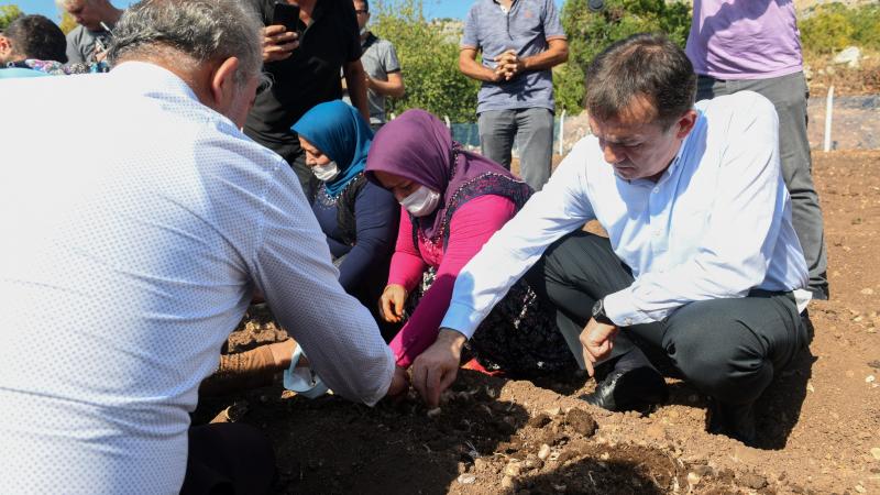 Dünyanın en pahalı bitkisi için Yenişehir’de üretim başladı