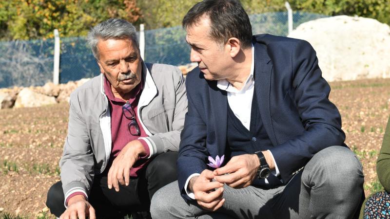 Kilosu 70 bin TL Yenişehir’de ilk hasat 